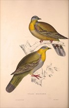 Vinago Militaris. Birds from the Himalaya Mountains, engraving 1831 by Elizabeth Gould and John