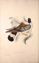 Columba Leuconota, Snow Pigeon. A species of bird in the Columba genus in the Columbidae family..