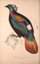 Lophophorus Impeyanus (male), Himalayan Monal Pheasant. Birds from the Himalaya Mountains,