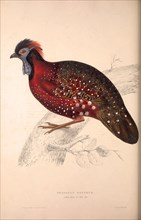 Tragopan Satyrus, Crimson Horned Pheasant, is a pheasant found in the Himalayan reaches of India,