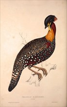 Tragopan Hastingsii (male). Birds from the Himalaya Mountains, engraving 1831 by Elizabeth Gould