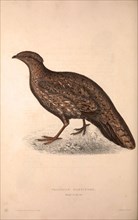 Tragopan Hastingsii (female). Birds from the Himalaya Mountains, engraving 1831 by Elizabeth Gould