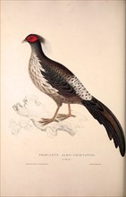 Phasianus Albo-Cristatus, Pheasant. Birds from the Himalaya Mountains, engraving 1831 by Elizabeth