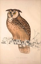 Otus Bengalensis, Owls. Birds from the Himalaya Mountains, engraving 1831 by Elizabeth Gould and