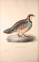 Perdix Chukar, Chukar Partridge. Eurasian upland gamebird in the pheasant family Phasianidae..