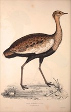 Otis Himalayanus (young male) or Delicious Bustard, Otis deliciosa. Birds from the Himalaya