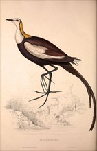 Parra Sinensis, Pheasant-Tailed Jacana.A jacana in the monotypic genus Hydrophasianus. Jacanas are