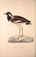 Vanellus Goensis, Plover or Northern Lapwing. Birds from the Himalaya Mountains, engraving 1831 by