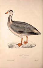 Anser Indica, Bar-headed Goose. Birds from the Himalaya Mountains, engraving 1831 by Elizabeth