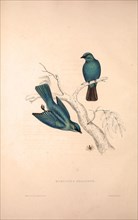 Muscicapa Melanops. Birds from the Himalaya Mountains, engraving 1831 by Elizabeth Gould and John