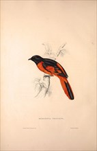 Muscipeta Princeps. Birds from the Himalaya Mountains, engraving 1831 by Elizabeth Gould and John
