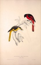 Muscipeta Brevirostris. Birds from the Himalaya Mountains, engraving 1831 by Elizabeth Gould and