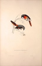 Muscepeta Peregrina. Birds from the Himalaya Mountains, engraving 1831 by Elizabeth Gould and John