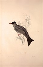 Hypsipetes Psaroides, Black Bulbul. Birds from the Himalaya Mountains, engraving 1831 by Elizabeth