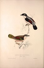 Lanius Erythropterus, Himalayan Shrike-babbler. Birds from the Himalaya Mountains, engraving 1831