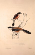 Collurio Hardwickii, Collurio Erythronotus. Birds from the Himalaya Mountains, engraving 1831 by
