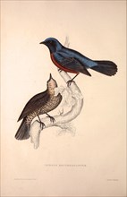 Turdus Erythrogaster. Birds from the Himalaya Mountains, engraving 1831 by Elizabeth Gould and John