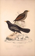 Turdus Poecilopterus, Aztec Thrush. Birds from the Himalaya Mountains, engraving 1831 by Elizabeth