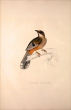 Cinclosoma Variegatum. Birds from the Himalaya Mountains, engraving 1831 by Elizabeth Gould and