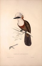 Garrulus Leucolophus, White-crested Laughingthrush. Birds from the Himalaya Mountains, engraving