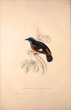 Phoenicura Cinclorhyncha, actually Petrocincla cinclorhynca. Birds from the Himalaya Mountains,