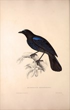 Myophonus Horsfieldii, Malabar Whistling Thrush. Birds from the Himalaya Mountains, engraving 1831