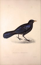 Myophonus Temmenckii. Birds from the Himalaya Mountains, engraving 1831 by Elizabeth Gould and John