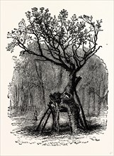 The Greendale Oak, UK, England, engraving 1870s, Britain