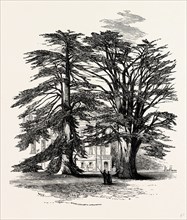 The Cedars, Wilton House, UK, England, engraving 1870s, Britain