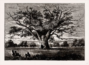 FAIRLOP OAK, 1800, UK, engraving 1881 - 1884