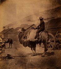 Dromedary, Crimean War, 1853-1856, Roger Fenton historic war campaign photo