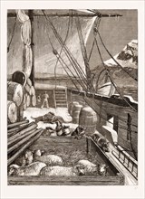 THE ARCTIC EXPEDITION: ESQUIMAUX DOGS ON THE DECK OF THE "ALERT", 1876