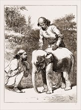 THE PRINCE OF WALES HUNTING IN THE TERAI, 1876: THE SMALLEST ELEPHANT IN CAMP