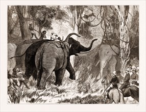 THE PRINCE OF WALES HUNTING IN THE TERAI, 1876: BINDING A WILD ELEPHANT