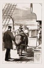 UTILISING THE BABY ELEPHANT, 1876