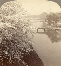 Cherry-blossoms along the moat surrounding the Imperial Palace Park, Tokyo, Japan, Vintage