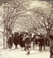 A canopy of cherry blossoms over beautiful Mukojima Avenue, (north), Tokyo, Japan, Vintage