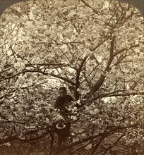 Cherry-bloom at Ishikawa Temple, Tokyo, Japan, Vintage photography