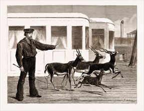 THE PRINCE OF WALES'S INDIAN PRESENTS: ANTELOPES AT EXERCISE, ON BOARD H.M.S. "OSBORNE", 1876