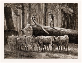 CALIFORNIA: LOGGING: THE CROSS-CUT SAWYER, US, U.S., U.S.A., UNITED STATES, UNITED STATES OF