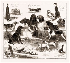 THE DOG SHOW AT THE CRYSTAL PALACE, LONDON, UK, 1876: 1. Mr. Bird's Bloodhound "Brutus." 4. Mr.