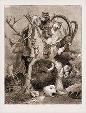 THE WILD GAME OF EUROPE, HUNTING TROPHIES, 1876; ANTLERS