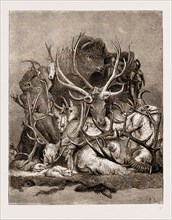 THE WILD GAME OF AMERICA, 1876, HUNTING TROPHIES; ANTLERS