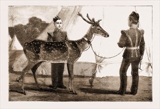 "BILLY," THE PET DEER OF THE PRINCE OF WALES'S OWN (WEST YORKSHIRE REGIMENT), 1883