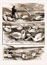 LORD ILCHESTER'S SWANNERY, ABBOTSBURY, DORSET, UK, 1883: 1. Feeding the Swans. 2. Swans Nesting. 3.