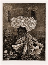 A BERMUDIAN EASTER LILY (145 BLOSSOMS ON ONE STEM), 1883