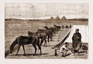 CAVALRY HORSES AT GRASS, CAIRO, EGYPT, 1883