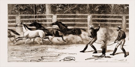 LASSOING COLTS FOR BRANDING, NEW SOUTH WALES, AUSTRALIA, 1883
