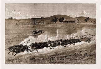 A RUNAWAY BULLOCK TEAM, NEW SOUTH WALES, AUSTRALIA, 1883