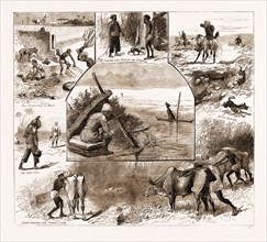 SOME INDIAN SPORTING NOTES, 1883; The bait ready, Quail Snaring with Trained Cattle, Jackal